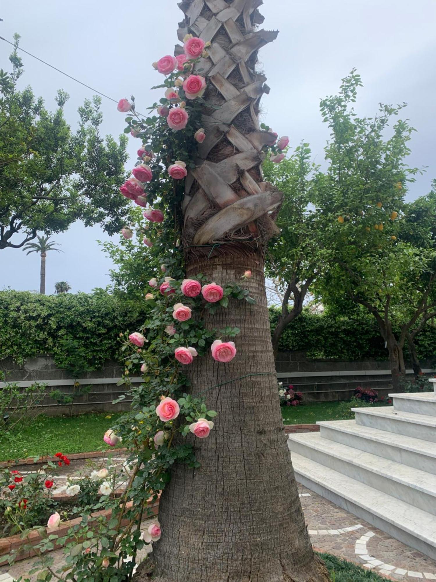 Villa Cettina Boutique Hotel 索伦托 外观 照片